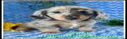 Miniature Dachshund dogs for sale: Zeek - Ad 1