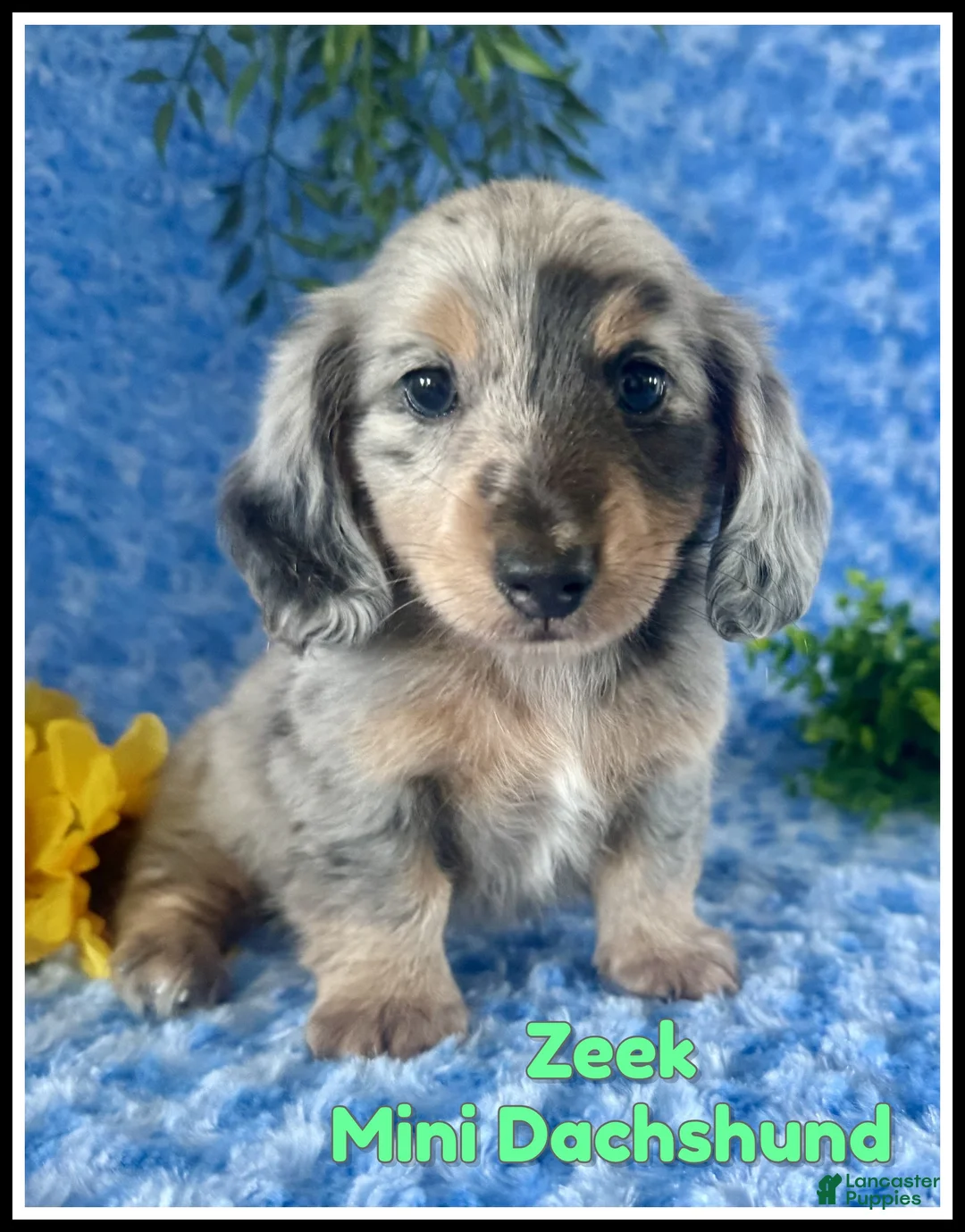 Miniature Dachshund dogs for sale: Zeek - Ad 1