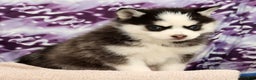 Pomsky dogs for sale: Tara - Ad 8