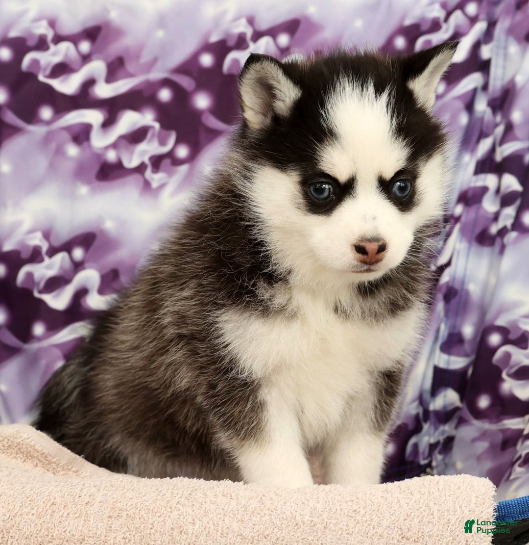 Pomsky dogs for sale: Tara - Ad 8