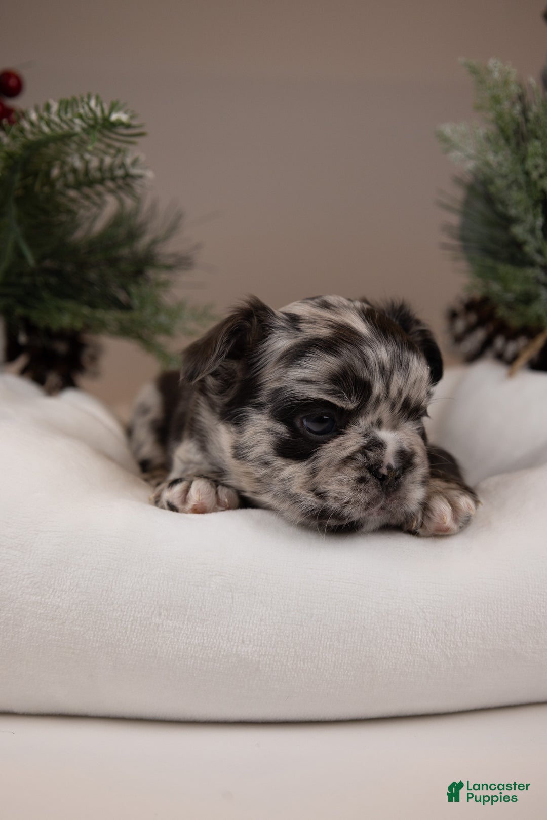 French Bulldog dogs for sale: Teddie -Fulffy Big Rope - Ad 21