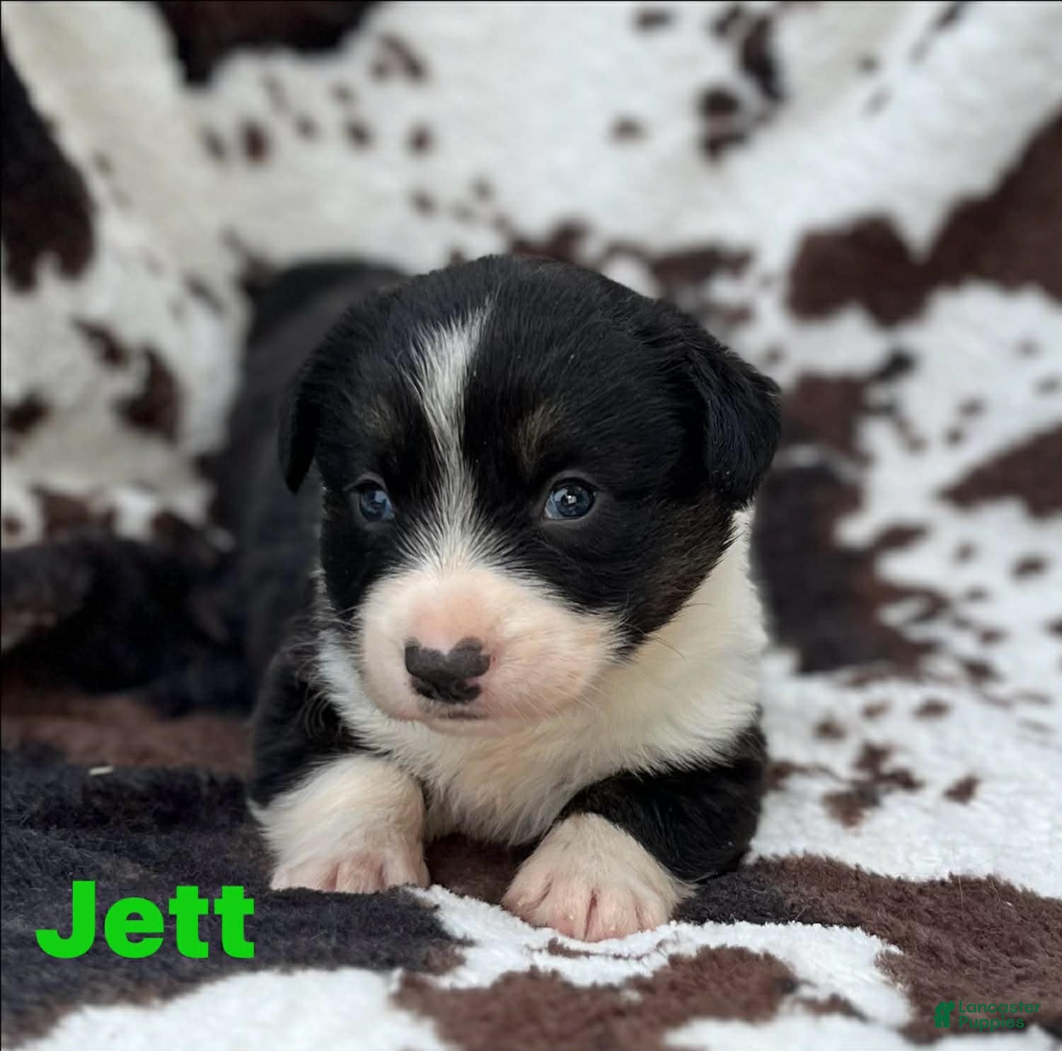 Welsh Corgi Cardigan dogs for sale: Jett - Ad 5