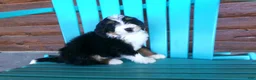 Mini Bernedoodle dogs for sale: Brayden - Ad 8