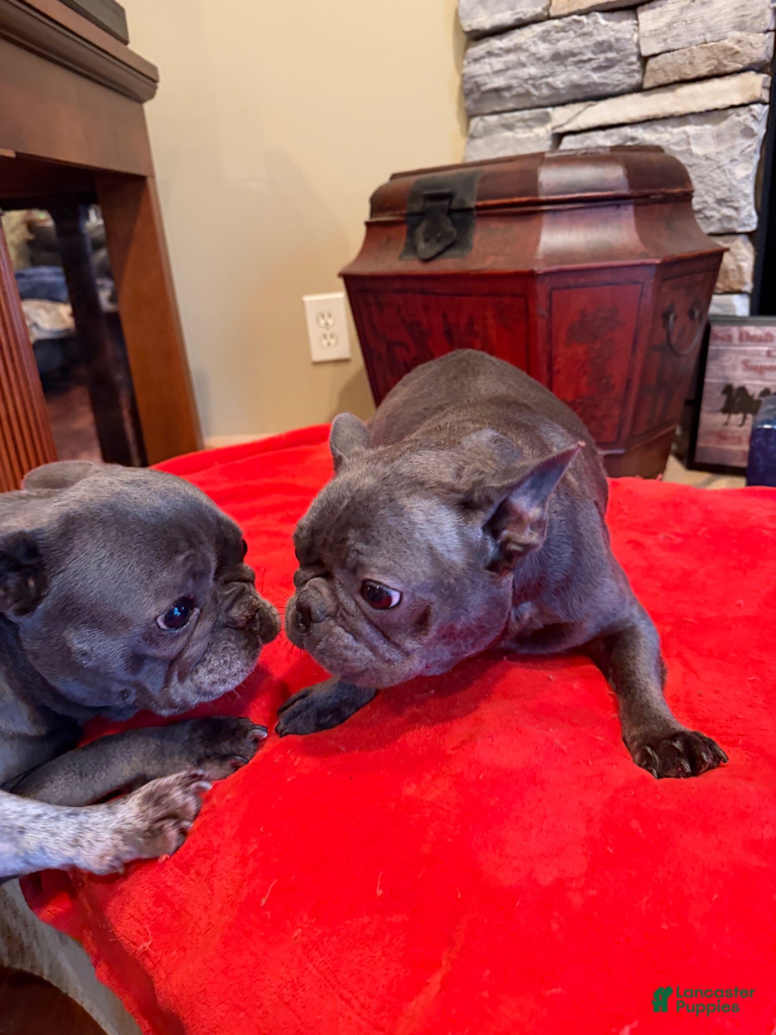 French Bulldog dogs Jace - Ad 2