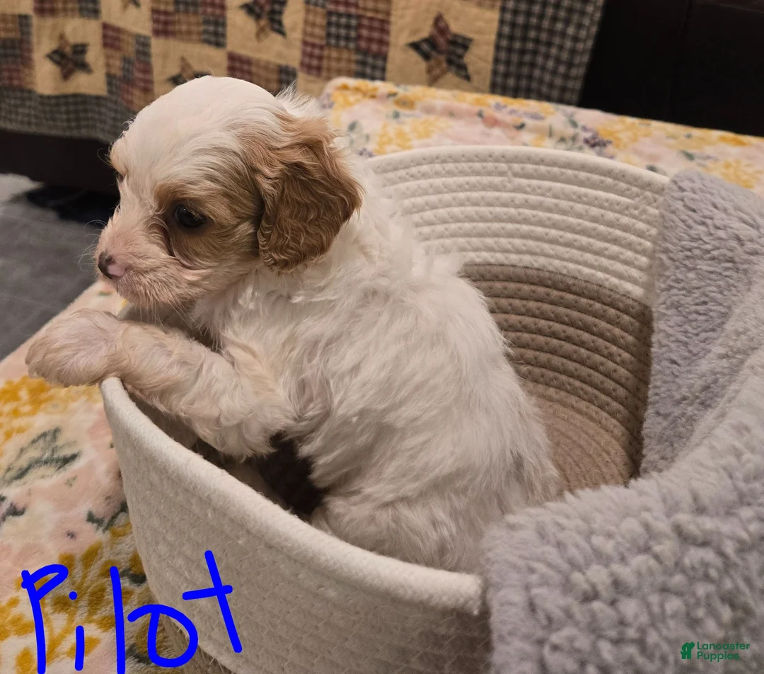 Cavapoo dogs for sale: Pilot - Ad 2