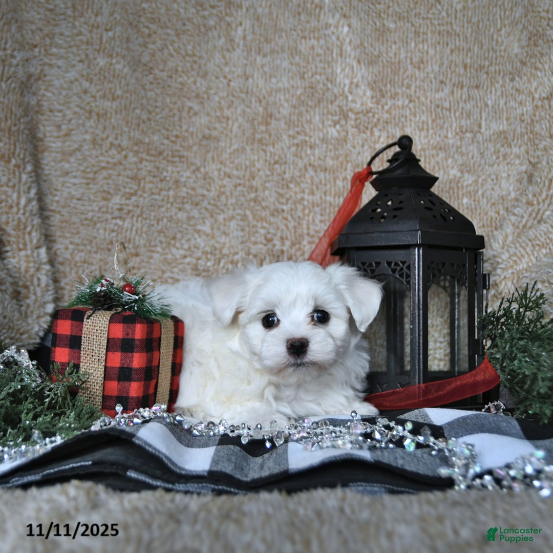 Maltese dogs for sale: Frosty - Ad 9