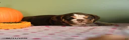 English Bulldog dogs for sale: Christopher - Ad 4