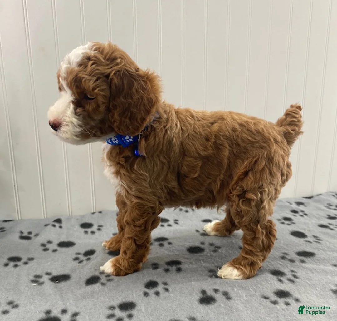 Miniature Poodle dogs for sale: Parker - Ad 2