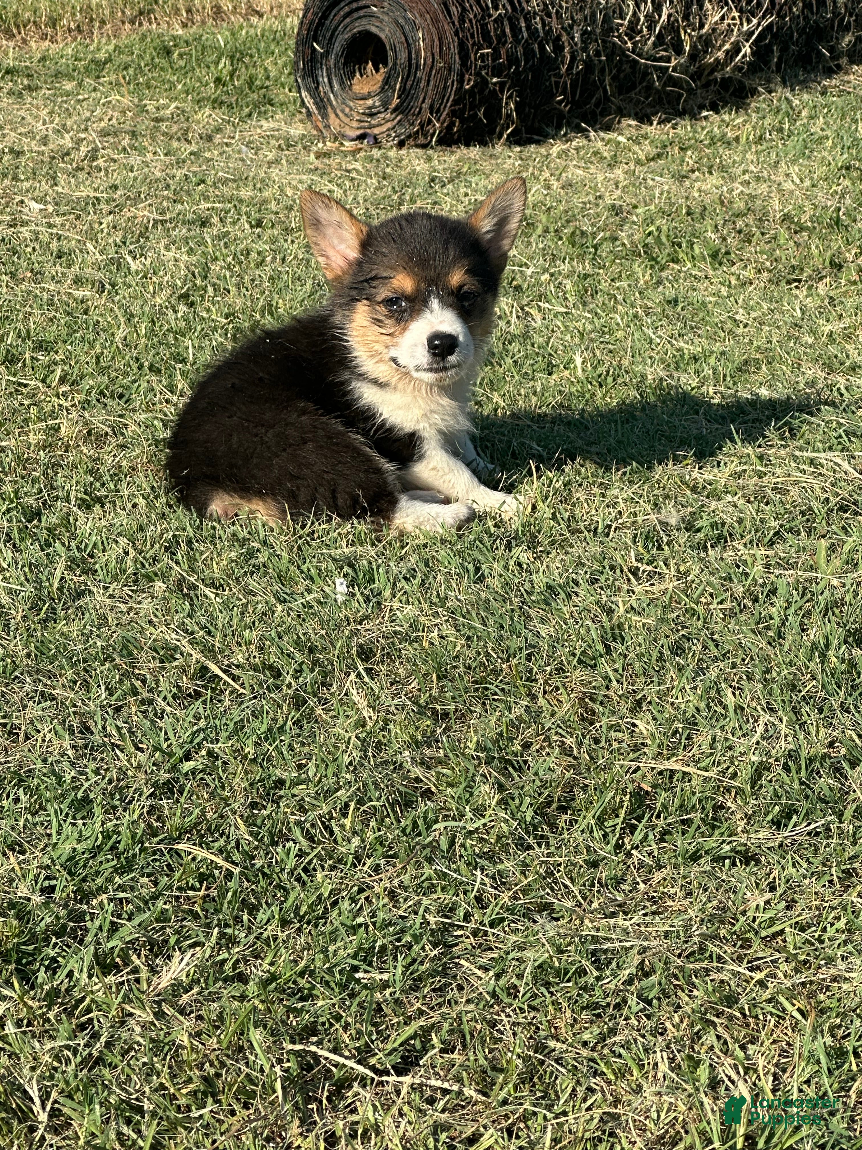 Welsh Corgi Pembroke dogs Welsh Corgi Pembroke Puppy 4 - Ad 16