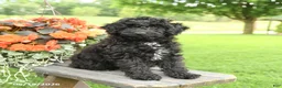 Cockapoo dogs for sale: Riley - Ad 3