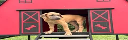 Great Dane dogs for sale: Patience Great Dane  - Ad 7