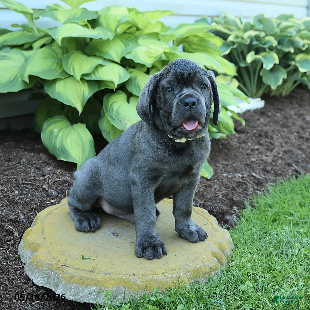 Cane Corso dogs for sale: Kaleb - Ad 1