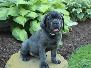 Cane Corso dogs for sale: Kaleb - Ad 1