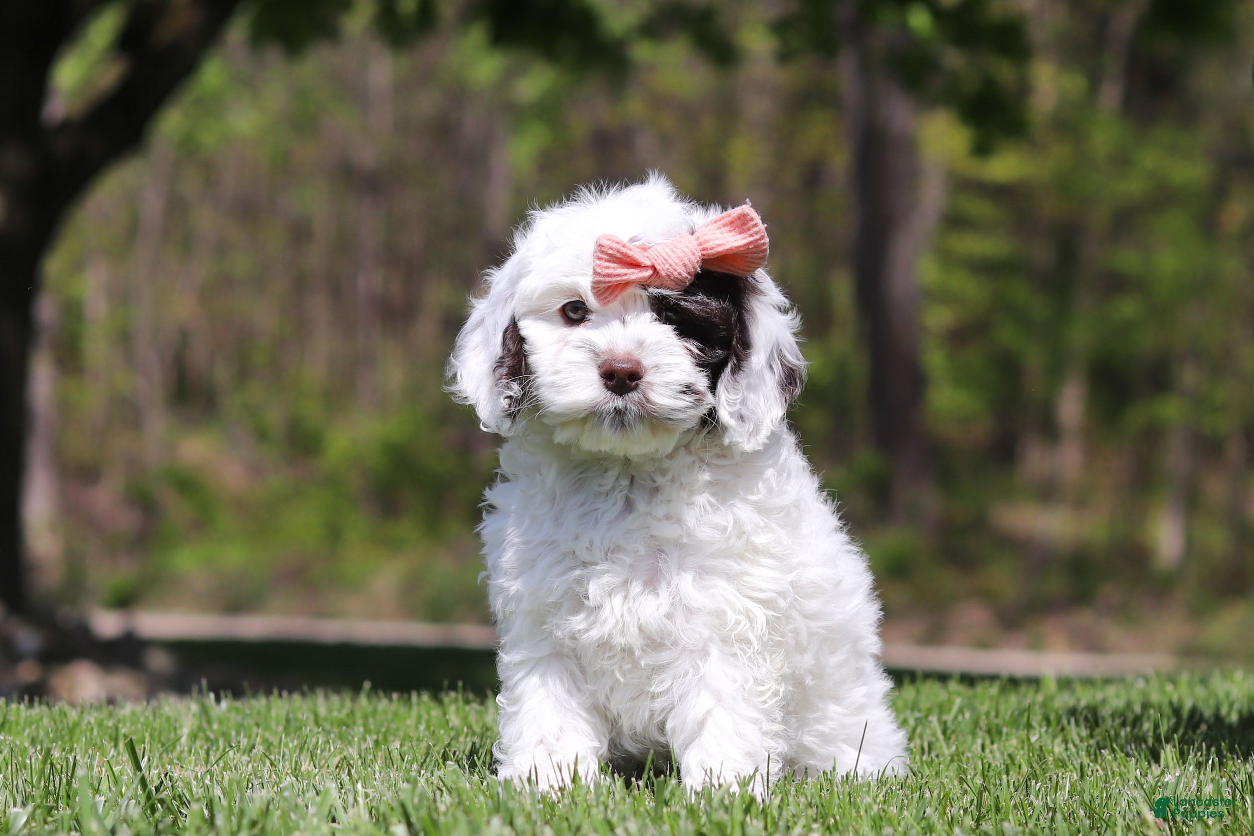 Cockapoo dogs Natalie - Ad 1