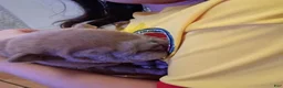 English Bulldog dogs for sale: English Bulldog 1Bear - Ad 4