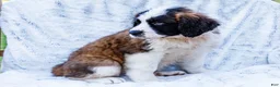 Saint Bernard dogs for sale: Jody - Ad 7