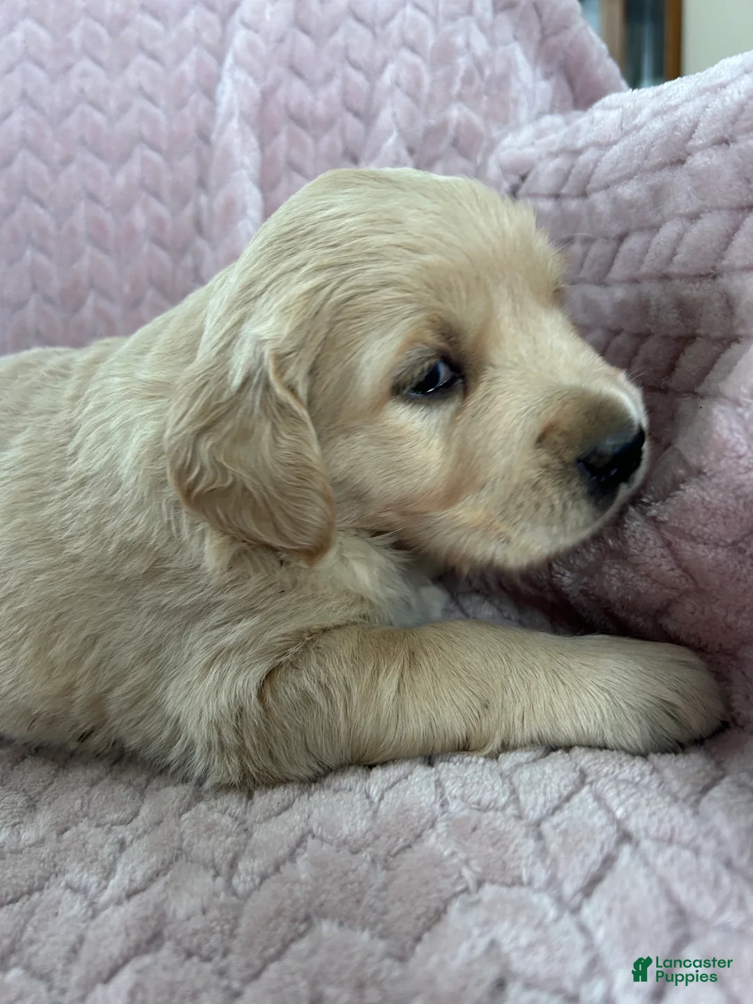 Golden Retriever dogs for sale: Poptart - Ad 6