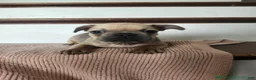 French Bulldog dogs for sale: Delilah - Ad 3