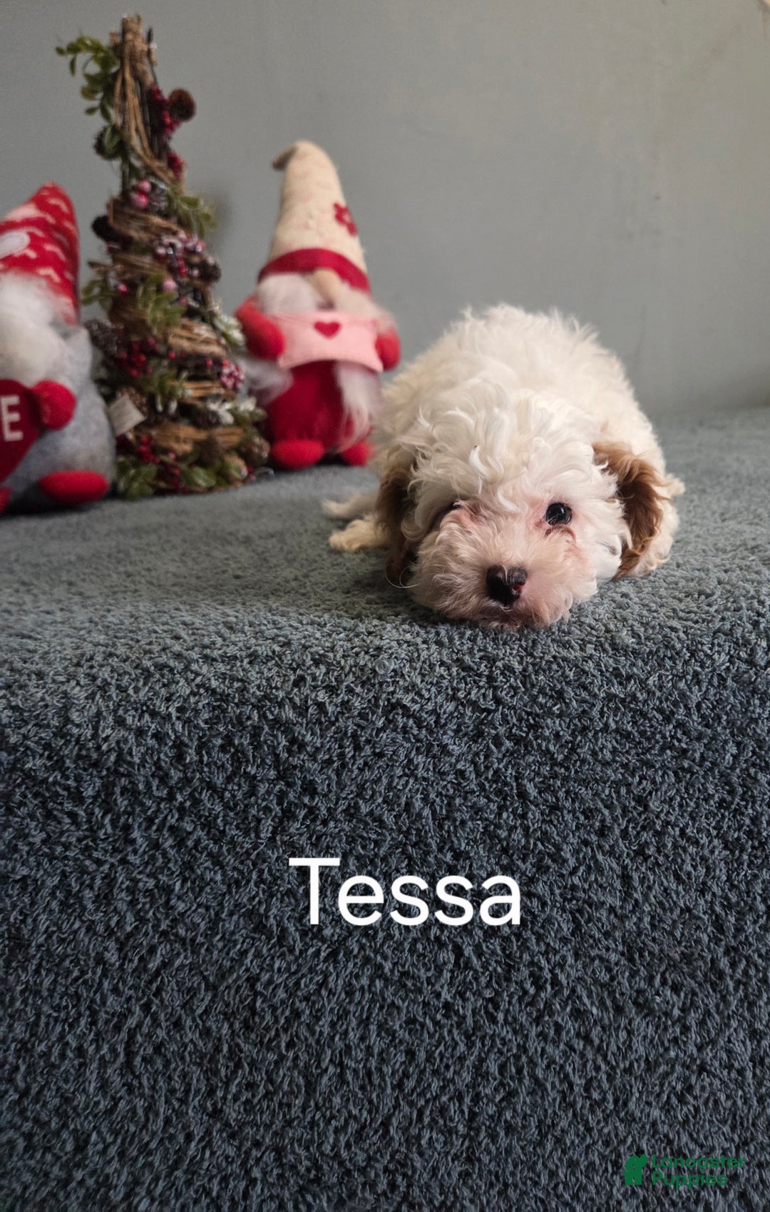 Cavapoo dogs for sale: Tessa - Ad 5