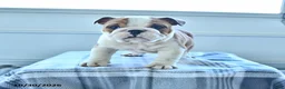 English Bulldog dogs for sale: Mason - Ad 3