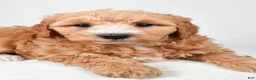 Mini Goldendoodle dogs for sale: Maria - Ad 5