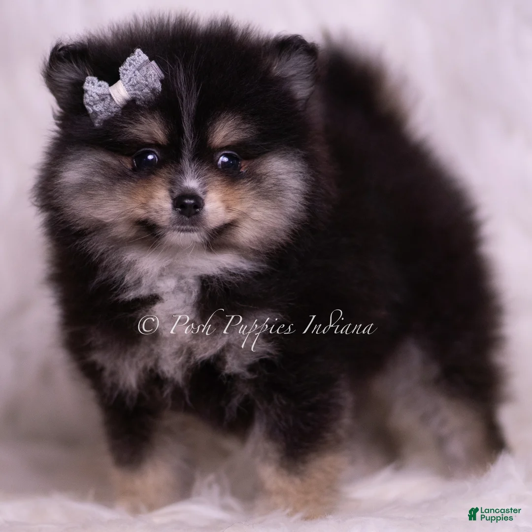 Pomeranian dogs for sale: Pear - Ad 1
