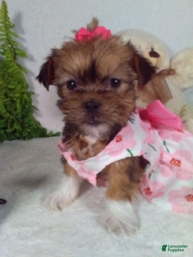 Shorkie dogs Gracie - Ad 6