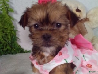 Shorkie dogs Gracie - Ad 19
