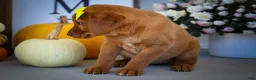 Labrador Retriever dogs for sale: NELLY - Ad 22