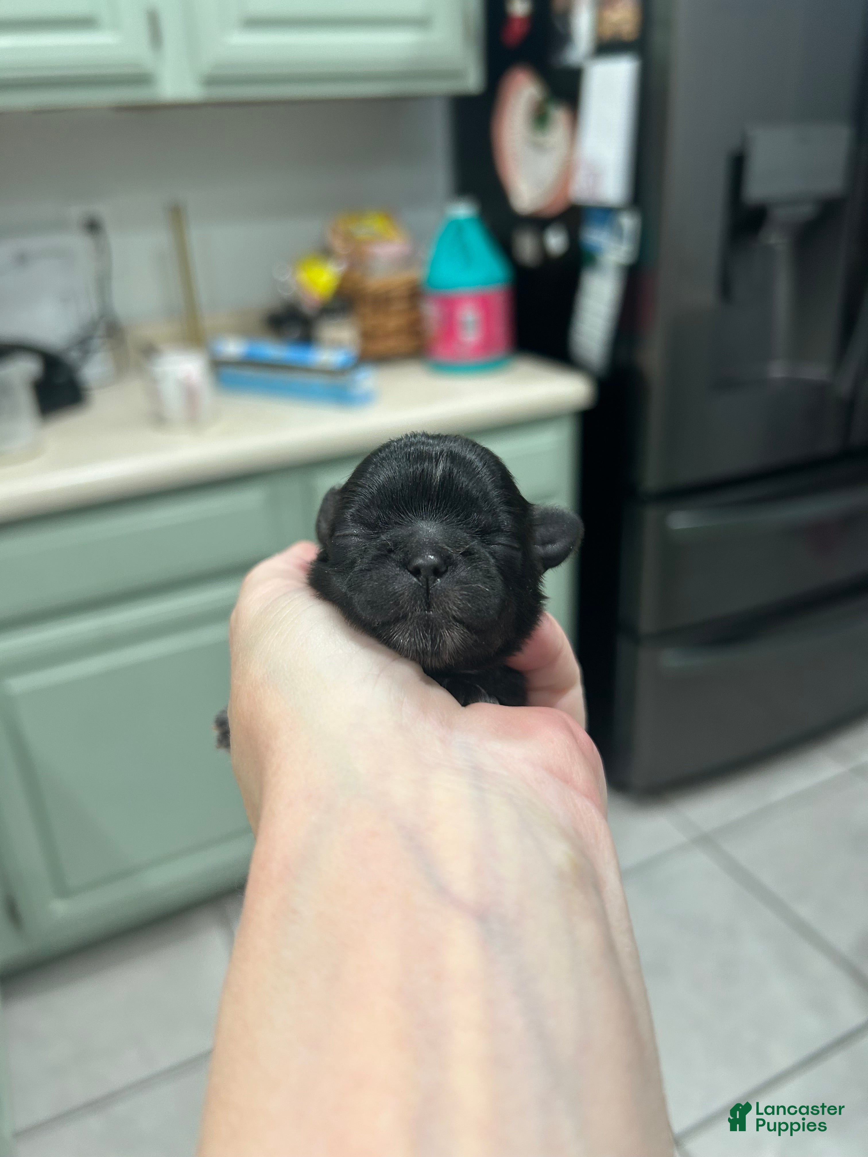 Shih Tzu dogs for sale: Twila - Ad 11