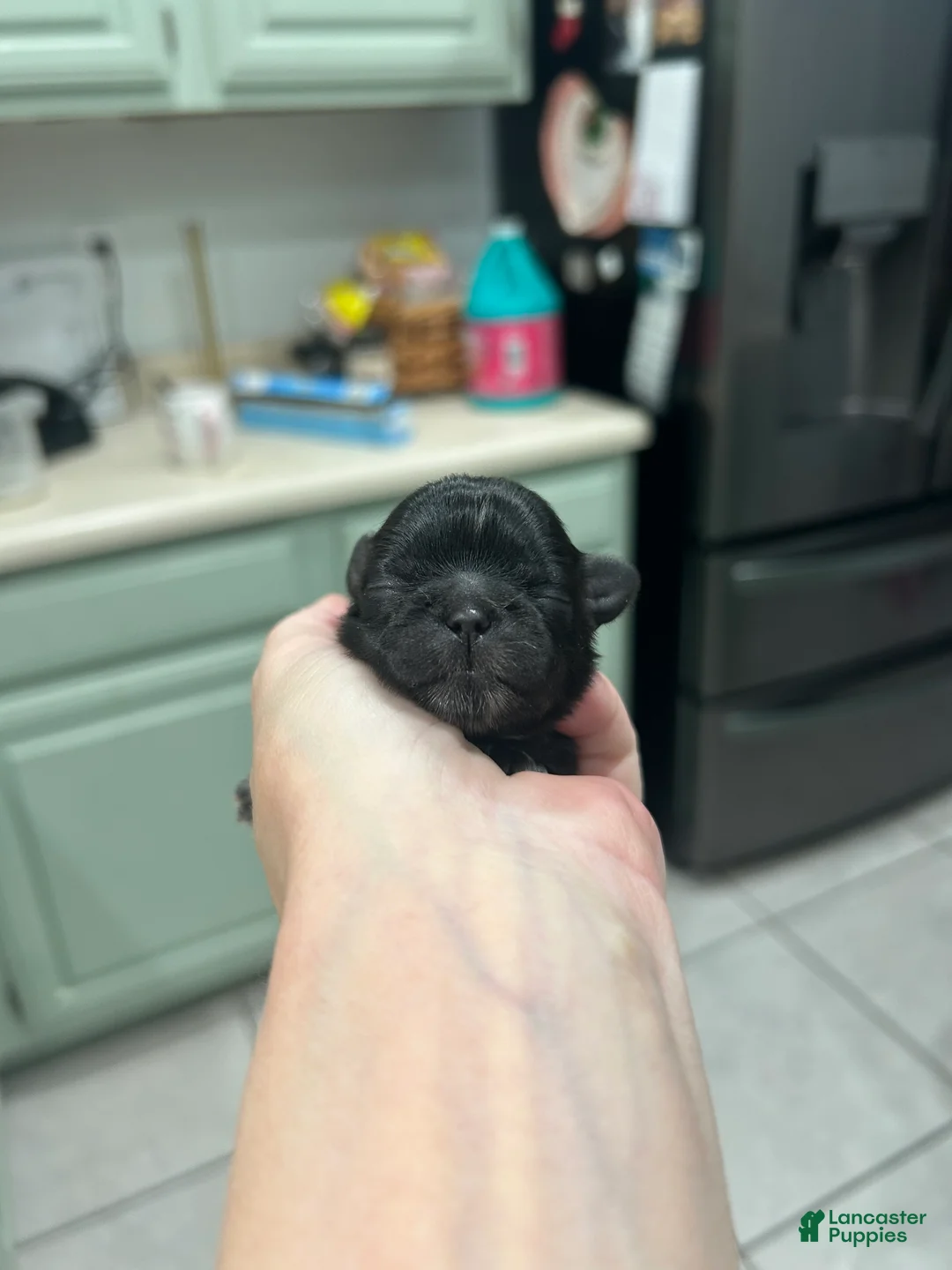 Shih Tzu dogs for sale: Twila - Ad 1