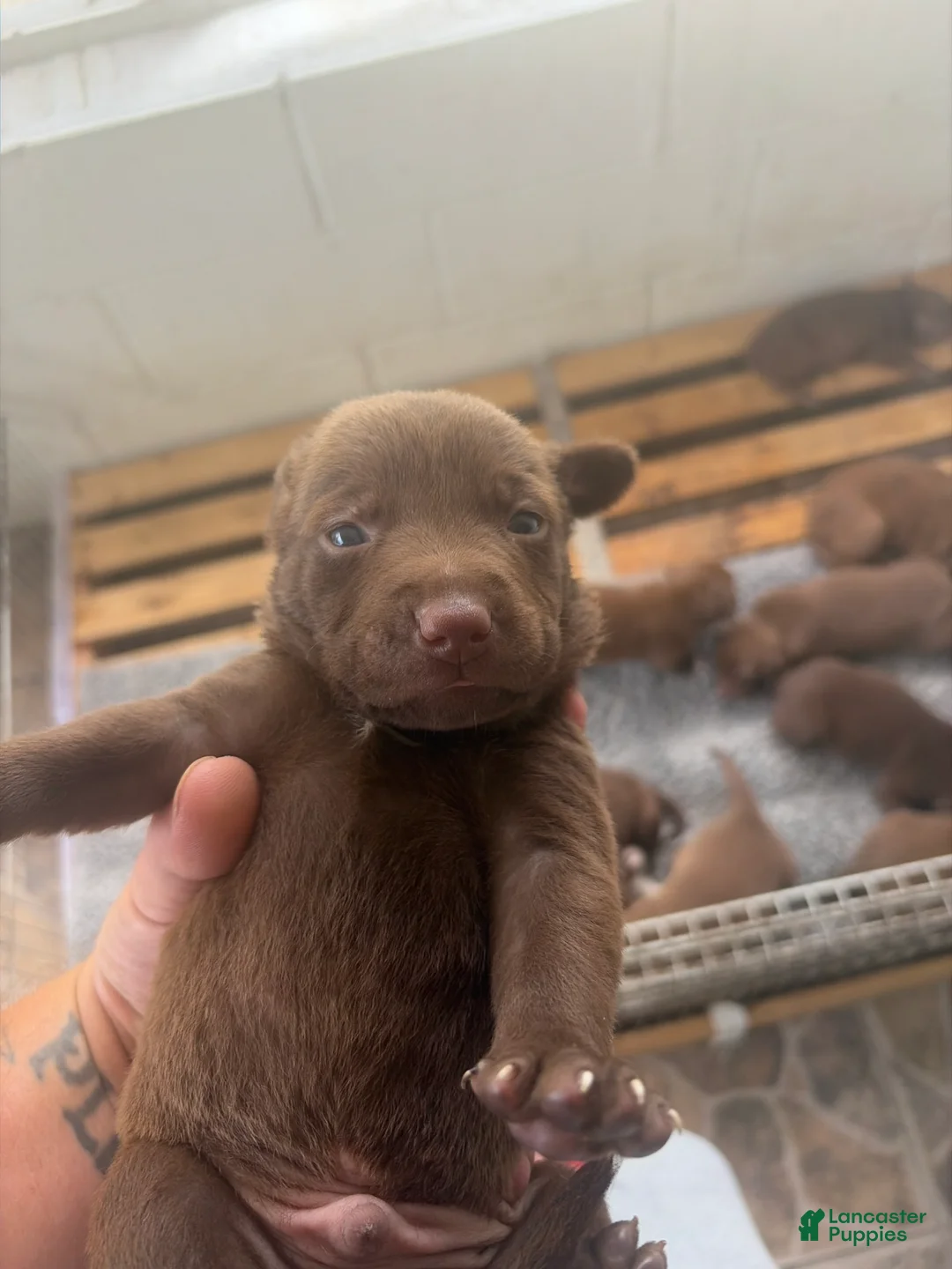 Labrador Retriever dogs for sale: Labrador Retriever 5 - Ad 2