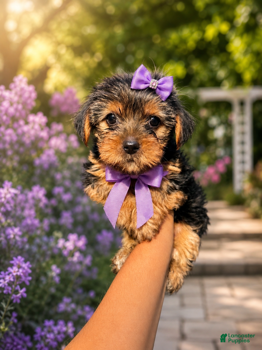 Yorkshire Terrier dogs Snickers - Ad 12