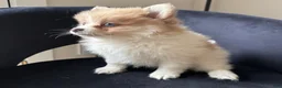 Pomeranian dogs for sale: Shelly - Ad 3