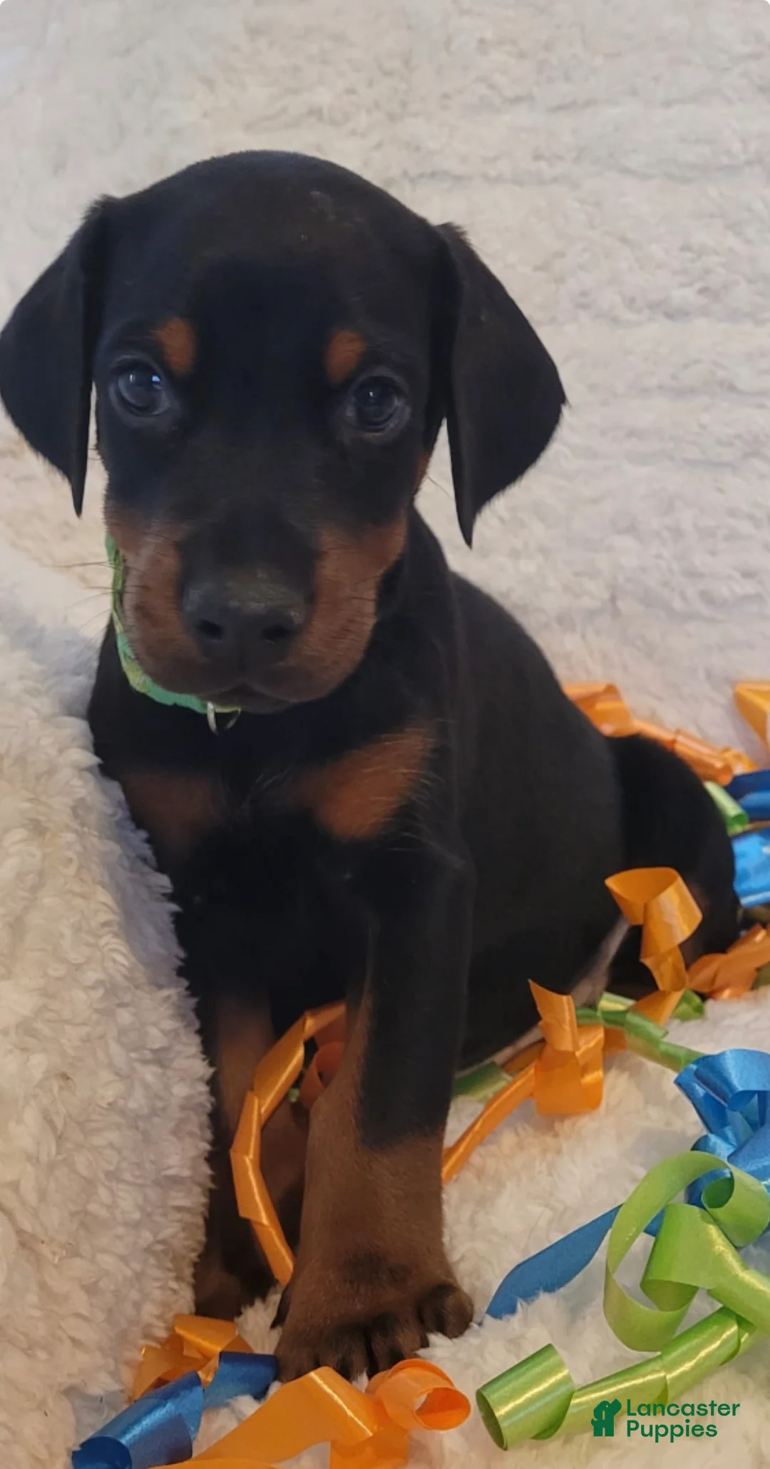 Doberman Pinscher dogs for sale: Doberman Pinscher Puppy 1 - Ad 3