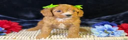 Cavapoo dogs for sale: Lani - Ad 3