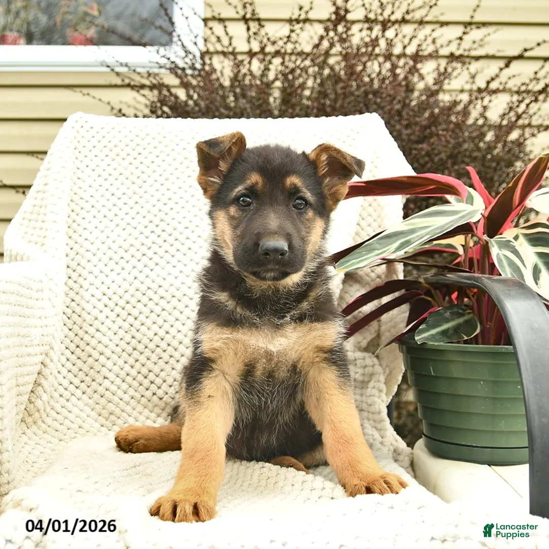 German Shepherd dogs for sale: Harper  - Ad 1