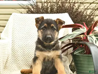 German Shepherd dogs for sale: Harper - Ad 4