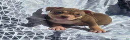 American Bully dogs for sale: Female 3 - Ad 3