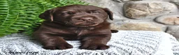 Labrador Retriever dogs for sale: Chocolate - Ad 1
