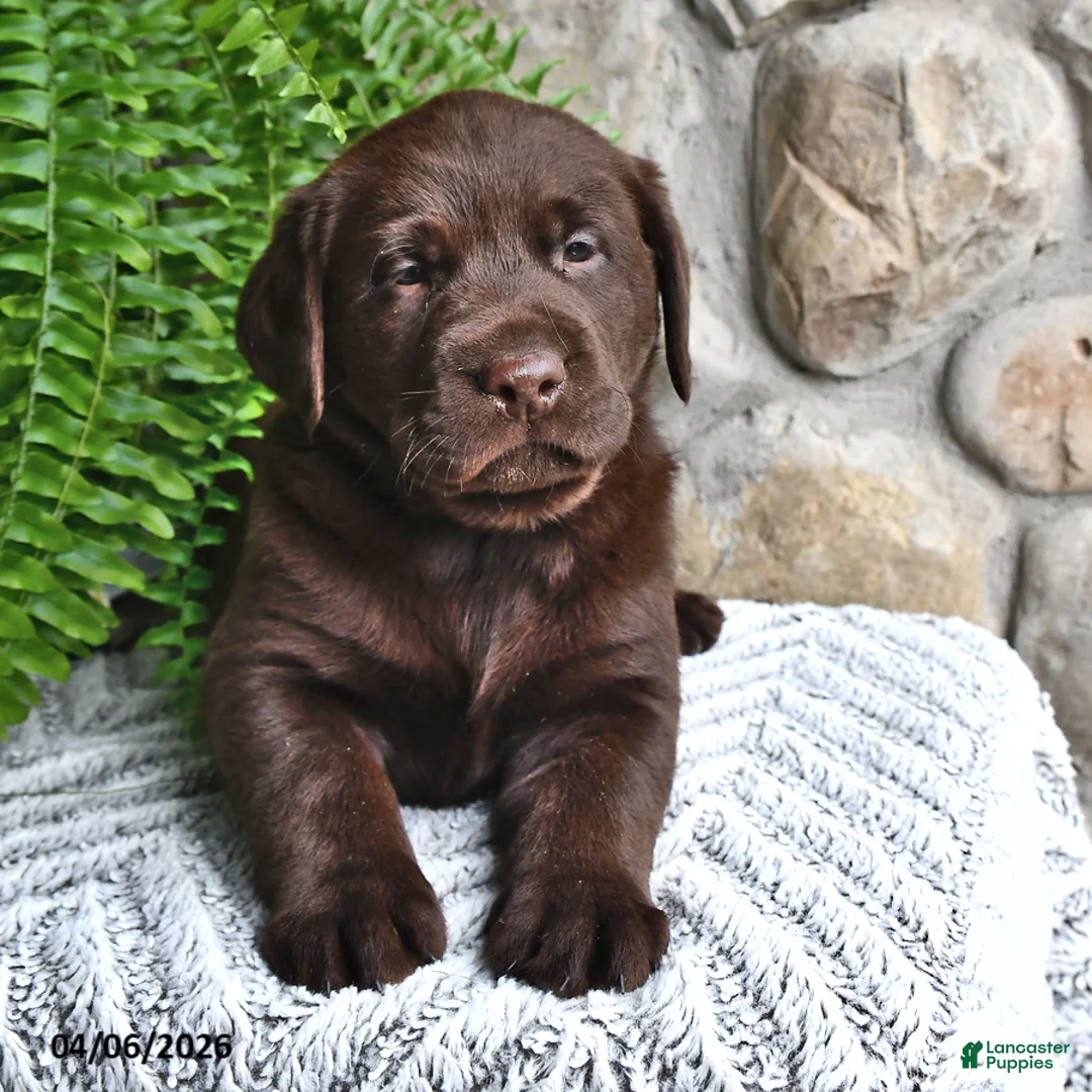 Labrador Retriever dogs for sale: Chocolate - Ad 1