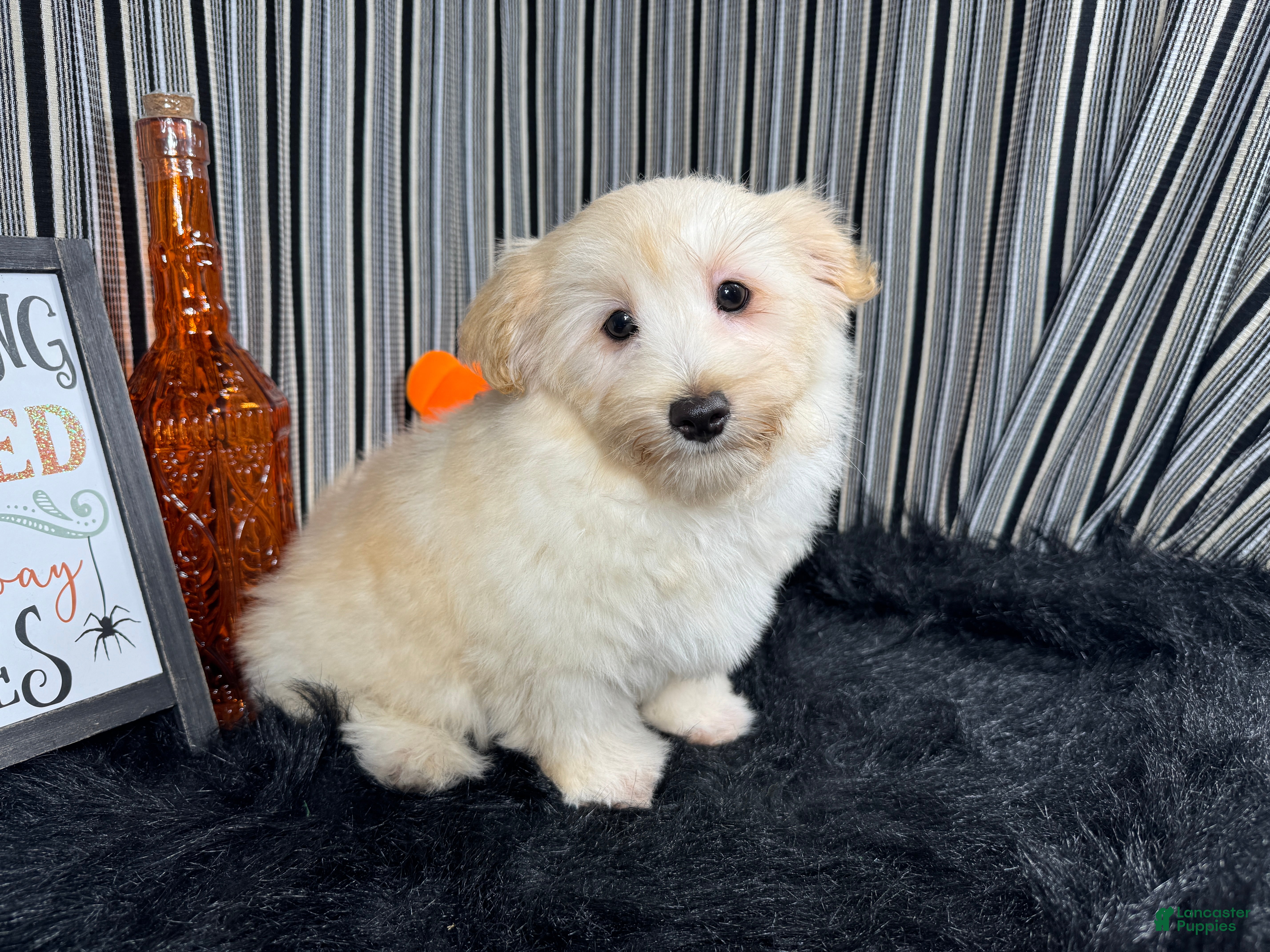 Havanese