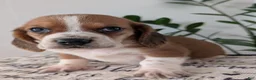 Mixed Breed dogs for sale: Jeb - Ad 9