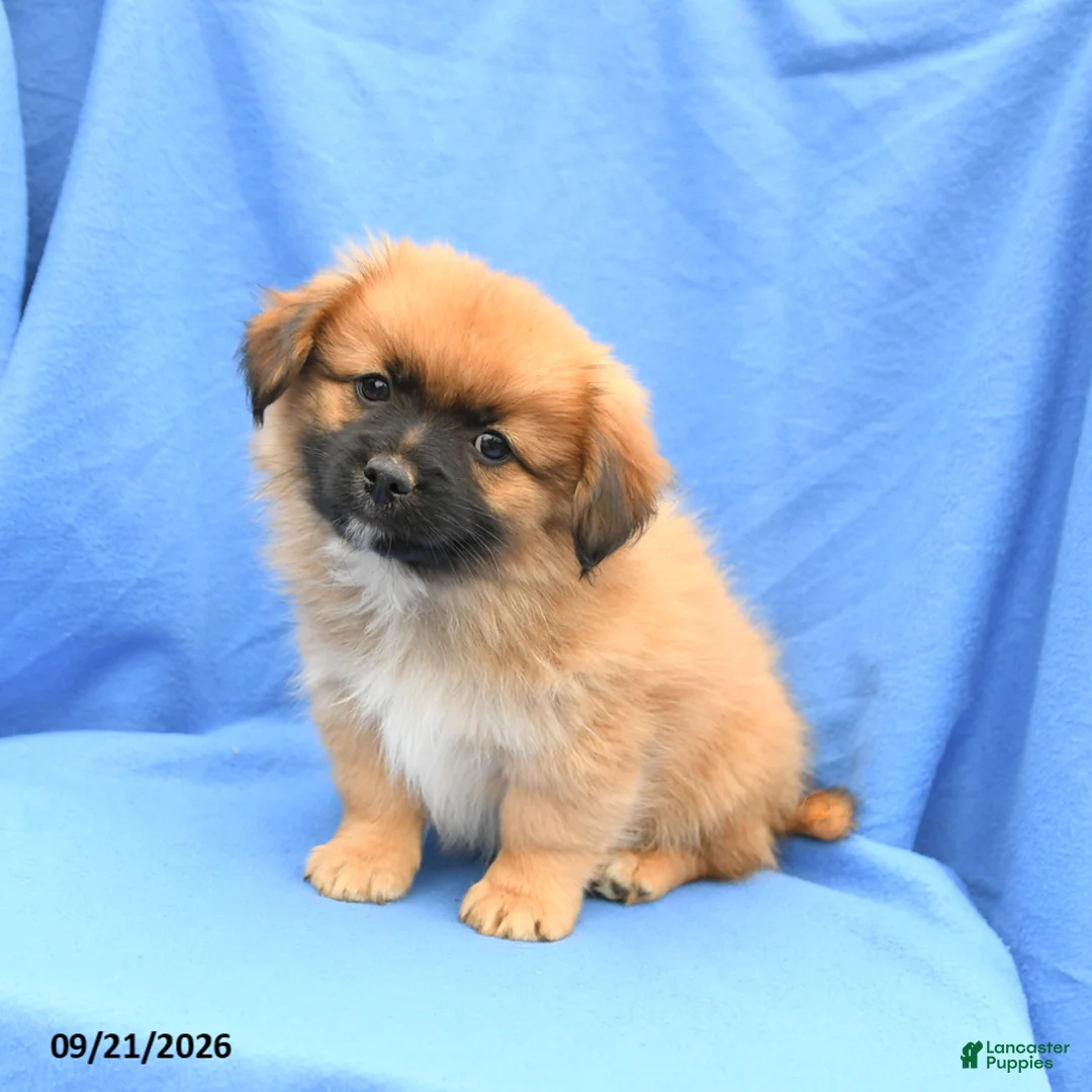 Mixed Breed dogs for sale: Gus - Ad 1