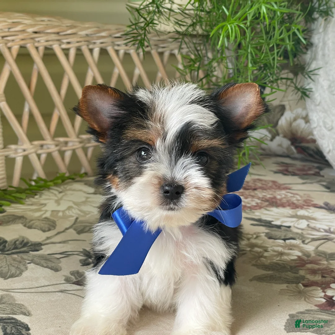 Biewer Terrier dogs for sale: Whisper - Ad 1