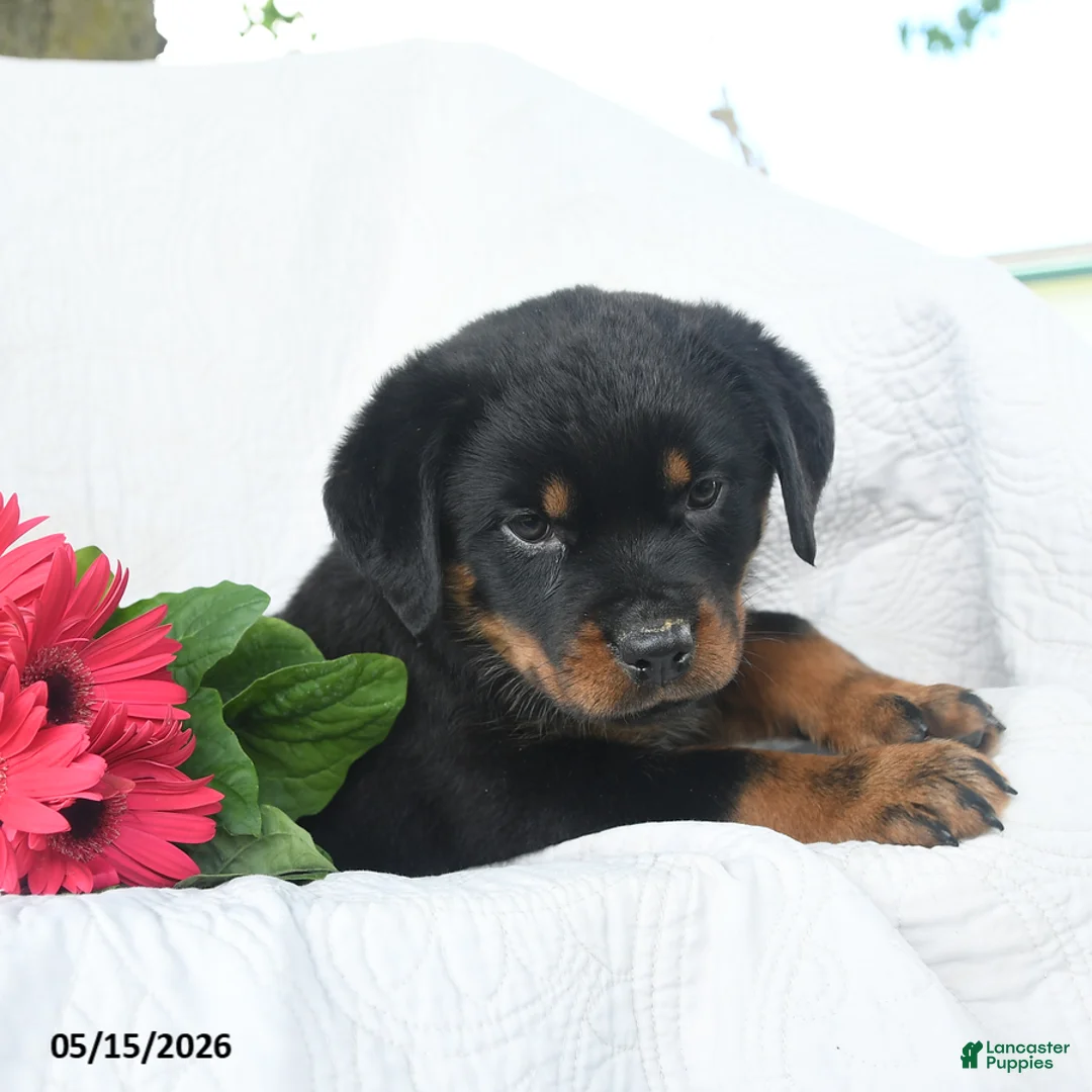 Rottweiler dogs for sale: Venus - Ad 3