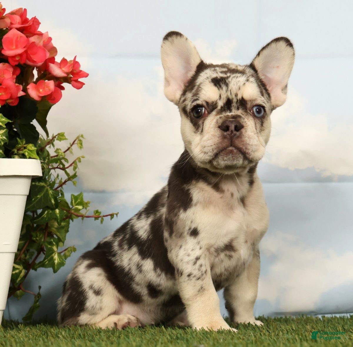 French Bulldog dogs Lindy - Ad 1