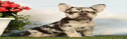 French Bulldog dogs for sale: Lindy - Ad 1
