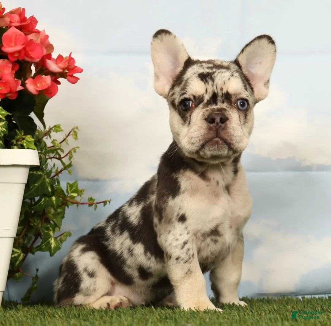 French Bulldog dogs for sale: Lindy - Ad 1