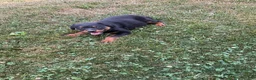Rottweiler dogs for sale: Abby - Ad 4